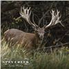 Image 5 : 5-DAY NEW ZEALAND RED STAG HUNT FOR 2 HUNTERS AND 2 NON-HUNTERS