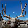 Image 2 : 4 - DAY MULE DEER HUNT FOR 2 HUNTERS