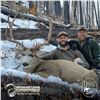 Image 5 : 4 - DAY MULE DEER HUNT FOR 2 HUNTERS