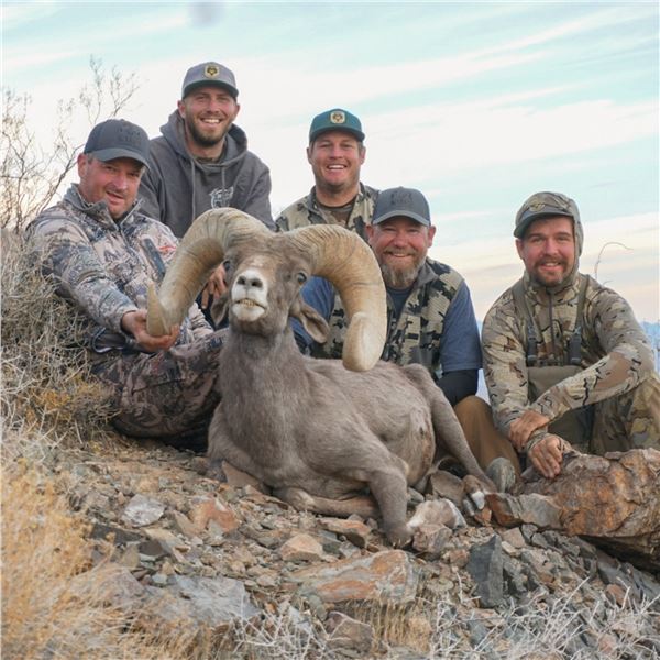 CALIFORNIA DESERT BIGHORN SHEEP (Open-Zone Tag)
