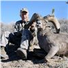 Image 4 : CALIFORNIA DESERT BIGHORN SHEEP (Open-Zone Tag)