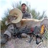 Image 5 : CALIFORNIA DESERT BIGHORN SHEEP (Open-Zone Tag)