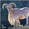Image 2 : 3-DAY BARBARY SHEEP HUNT FOR 1 HUNTER AND 1 NON-HUNTER IN MOROCCO