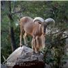 Image 3 : 3-DAY BARBARY SHEEP HUNT FOR 1 HUNTER AND 1 NON-HUNTER IN MOROCCO