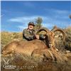 Image 4 : 3-DAY BARBARY SHEEP HUNT FOR 1 HUNTER AND 1 NON-HUNTER IN MOROCCO