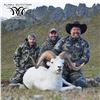 Image 4 : 10 - DAY DALL’S SHEEP/ ARCTIC GRIZZLY/BARREN GROUND/CARIBOU HUNT FOR 1 HUNTER IN ALASKA[x=#