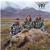 Image 5 : 10 - DAY DALL’S SHEEP/ ARCTIC GRIZZLY/BARREN GROUND/CARIBOU HUNT FOR 1 HUNTER IN ALASKA[x=#