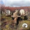 Image 1 : 10-DAY ALASKA YUKON MOOSE BACKPACK HUNT FOR 1 HUNTER
