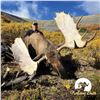 Image 3 : 10-DAY ALASKA YUKON MOOSE BACKPACK HUNT FOR 1 HUNTER