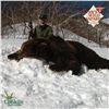 Image 2 : 10-DAY KAMCHATKA BROWN BEAR HUNT FOR 1 HUNTER