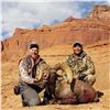 Image 5 : NAVAJO NATION DESERT BIGHORN