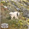 Image 4 : 10-DAY FALL MOUNTAIN GOAT HUNT FOR 1 HUNTER