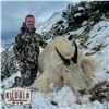 Image 5 : 10-DAY FALL MOUNTAIN GOAT HUNT FOR 1 HUNTER