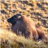 Image 3 : 5 - DAY/4-NIGHT TAHR HUNT IN NEW ZEALAND & $500 CREDIT TOWARDS CHAMOIS FOR 1 HUNTER AND 1 NON-HUNTER