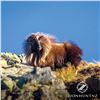 Image 6 : 5 - DAY/4-NIGHT TAHR HUNT IN NEW ZEALAND & $500 CREDIT TOWARDS CHAMOIS FOR 1 HUNTER AND 1 NON-HUNTER