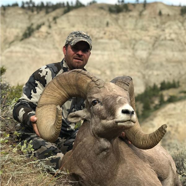 STATE OF MONTANA BIGHORN SHEEP LICENSE