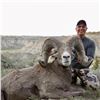 Image 2 : STATE OF MONTANA BIGHORN SHEEP LICENSE