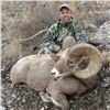 Image 6 : STATE OF MONTANA BIGHORN SHEEP LICENSE