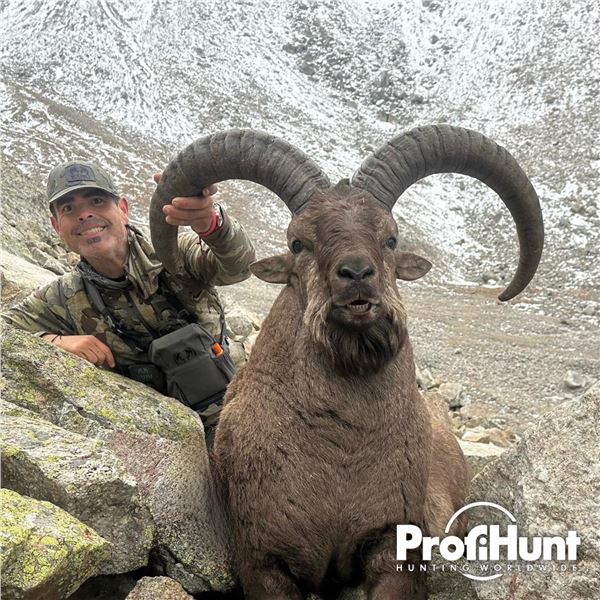 5- DAY MID-CAUCASIAN TUR HUNT FOR 1 HUNTER IN RUSSIA