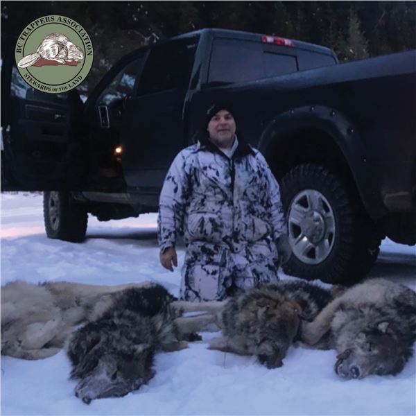 BC TRAPLINE ADVENTURE w/KENT MAITLAND