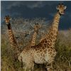 Image 2 : 5 - DAY/5 NIGHT EXCLUSIVE “BIG 5” PHOTO SAFARI FOR 2 PEOPLE WITH LUXURY LODGING