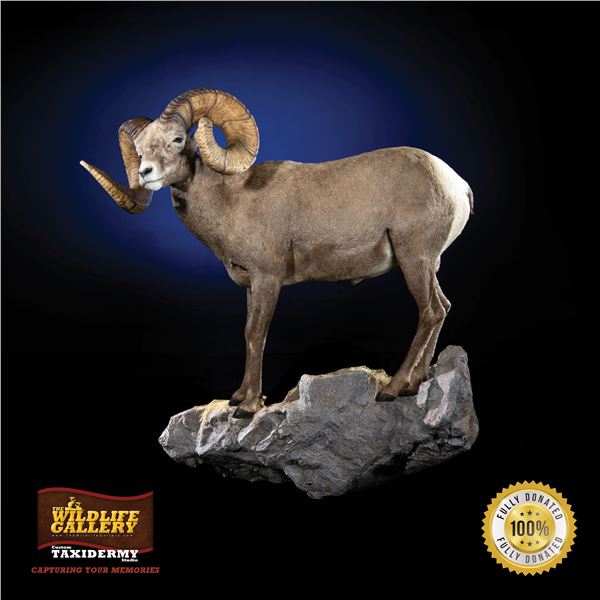 LIFE-SIZE NORTH AMERICAN SHEEP MOUNT