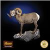 LIFE-SIZE NORTH AMERICAN SHEEP MOUNT