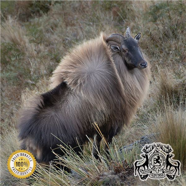 7-DAY BULL TAHR HUNT FOR 1 HUNTER IN NEW ZEALAND (7-days/6-nights, and 5-days of hunting)