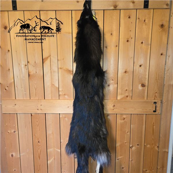 UNIQUE NORTH IDAHO BLACK WOLF WITH A WHITE BLAZE