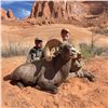 Image 1 : NAVAJO NATION DESERT BIGHORN