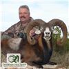 Image 2 : 3- DAY IBERIAN MOUFLON HUNT FOR 1 HUNTER (Trophy fee for 1 Iberian mouflon included)