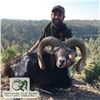 Image 4 : 3- DAY IBERIAN MOUFLON HUNT FOR 1 HUNTER (Trophy fee for 1 Iberian mouflon included)