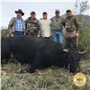 Image 3 : 3-DAY MEXICAN FERAL FIGHTING BULL & EXOTIC HUNT FOR 1 HUNTER & 1 NON-HUNTER
