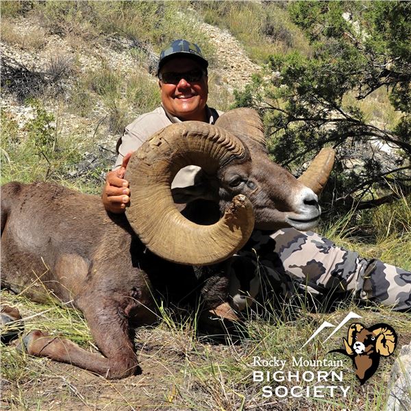 COLORADO ROCKY MOUNTAIN BIGHORN SHEEP LICENSE