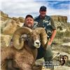 Image 2 : COLORADO ROCKY MOUNTAIN BIGHORN SHEEP LICENSE
