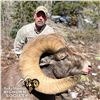 Image 3 : COLORADO ROCKY MOUNTAIN BIGHORN SHEEP LICENSE