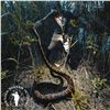 Image 6 : THE ULTIMATE FLORIDA REPTILE ADVENTURE: GATORS, IGUANAS & amp; PYTHONS 4-DAYS/3 HUNTERS