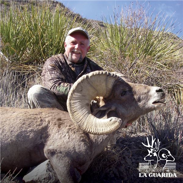 10-DAY CHIHUAHUA DESERT BIGHORN SHEEP HUNT