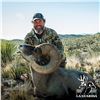 Image 2 : 10-DAY CHIHUAHUA DESERT BIGHORN SHEEP HUNT