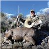 Image 3 : 10-DAY CHIHUAHUA DESERT BIGHORN SHEEP HUNT