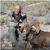Image 4 : 10-DAY CHIHUAHUA DESERT BIGHORN SHEEP HUNT