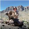Image 6 : 10-DAY CHIHUAHUA DESERT BIGHORN SHEEP HUNT