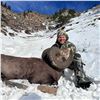 Image 2 : BRITISH COLUMBIA MOUNTAIN SHEEP SPECIAL HUNTING PERMIT