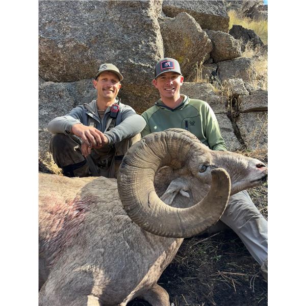 IDAHO BIGHORN SHEEP