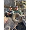 Image 1 : IDAHO BIGHORN SHEEP