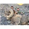 Image 2 : IDAHO BIGHORN SHEEP
