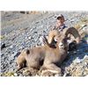 Image 3 : IDAHO BIGHORN SHEEP