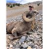 Image 4 : IDAHO BIGHORN SHEEP