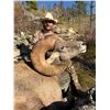 Image 5 : IDAHO BIGHORN SHEEP