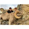 Image 6 : IDAHO BIGHORN SHEEP